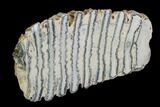 Polished Mammoth Molar Section - South Carolina #125511-1